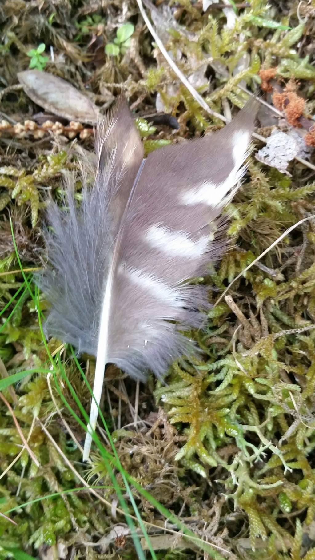 Riconoscimento piuma